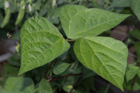 Fresh organic, homegrown purple bean plant growing in the gardenの写真素材