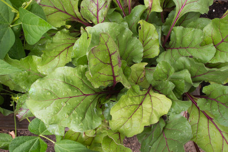 Vibrant early wonder beets dappled with droplets of water growing organically in a raised bed gardenの写真素材