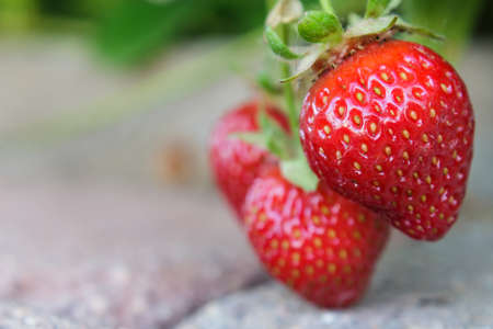 Luscious organic strawberries ripening in the sun on a paver walkwayの写真素材