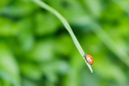 A ladybug climbing up a chive stalk in the garden.