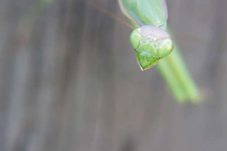 A close up of praying mantis on a wall, looking right at you with those bulging eyes.