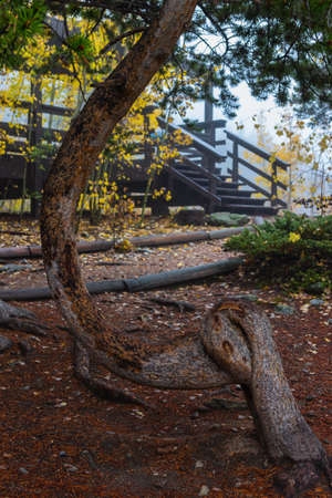 A pine tree trunk shaped like a duck's head feeding on the groundの写真素材