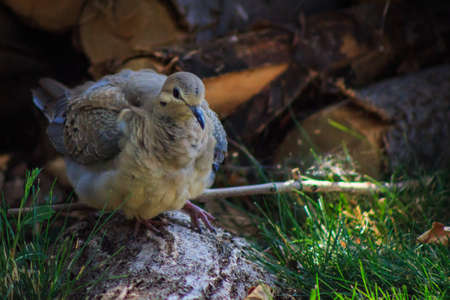 Mourning dove perched on a tree root in front of a woodpile.の写真素材