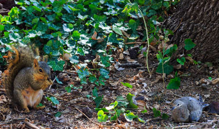 A dove laying down with a squirrel amongst ivy at the base of a tree.の写真素材