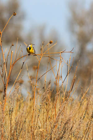 Eastern Meadowlark right side profile perched on a sunflower stalkの写真素材