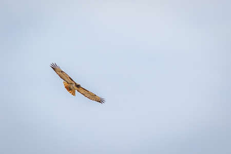 Red-tailed hawk soaring straight at you against cloudy skyの写真素材
