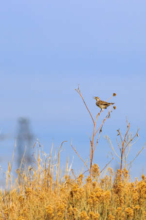 Eastern Meadowlark singing its song on a Sun Flower stalkの写真素材