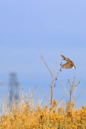 Eastern Meadowlark in flight to land on a Sun Flowerの写真素材