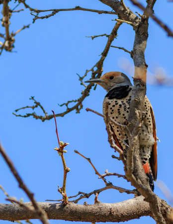 Northern Flicker returning gaze showing spotted underbelly.の写真素材