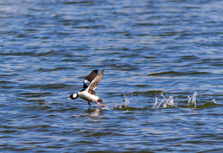 Bufflehead duck taking off running on the lakeの写真素材
