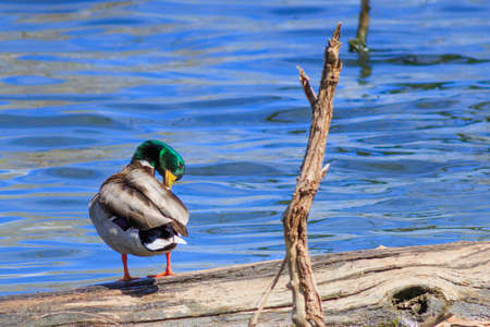 Mallard duck preening its wing feathers standing on a logの写真素材
