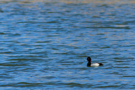 Lesser Scaup duck striking a pose on the lakeの写真素材