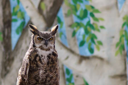 A Great Horned Owl giving its best stern look, staring you down.の写真素材