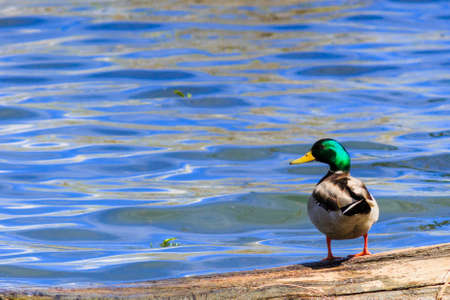 Mallard duck looking at you over its left shoulder against a blue lake.の写真素材