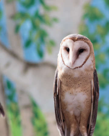A beautiful barn owl with its heart-shaped face and speckled chest.の写真素材