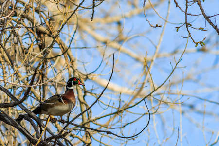 Wood duck perched in a tree warily on guardの写真素材