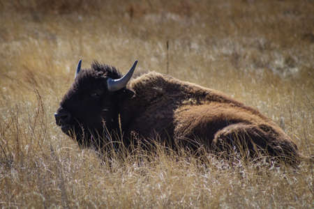 Bison laying on the grass taking it easy