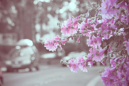 Geraniums by the roadsideの写真素材