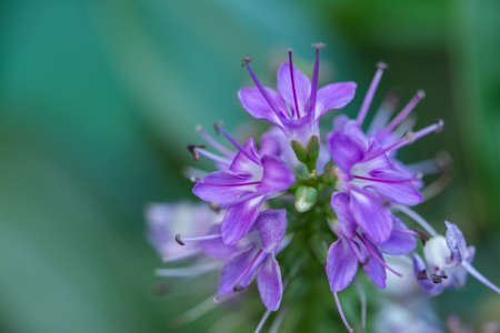 Lavender Flowerの写真素材