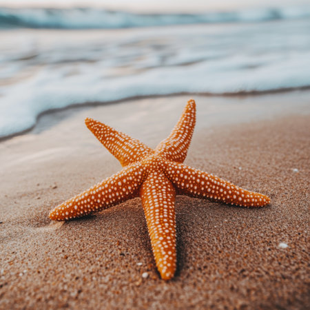 A close-up of a sea star (starfish) resting on the sand of a beachの素材