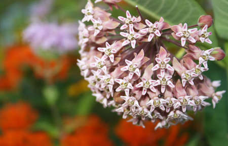 Closeup of a pretty flower. の素材