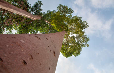 A tree