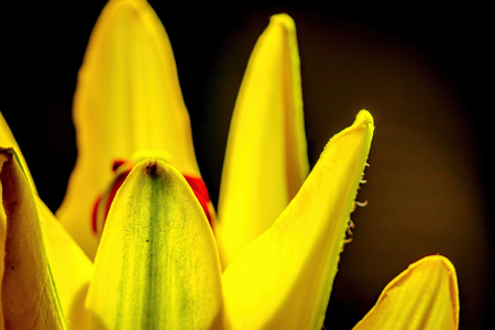 Yellow tulip flower closeupの写真素材