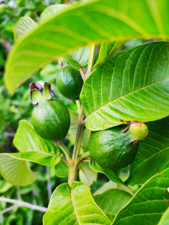 Beautiful green leaves petals of small plantの写真素材