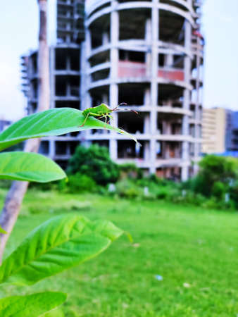 An insect sitting on green leaves of plant