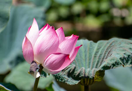 Blossoming lotus flower with beautiful petalsの写真素材