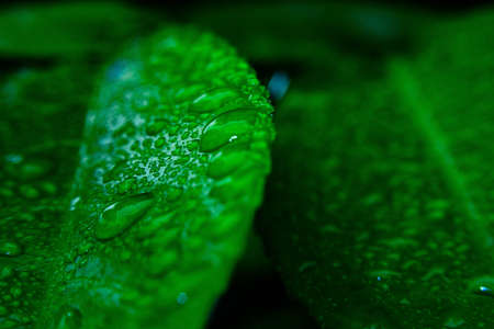 Water droplets of rains during monsoon season