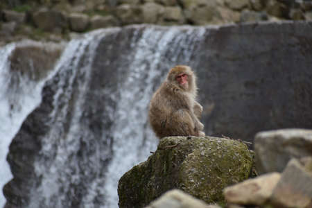 Small cute baby monkey in the forestの写真素材