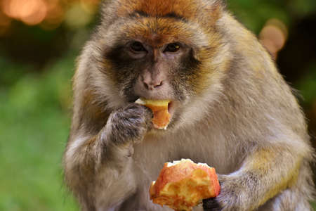 Small cute baby monkey in the forestの写真素材