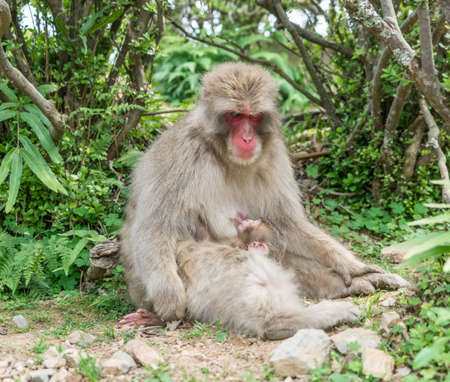 Big Giant goriila monkey with his baby monkey in the zoo