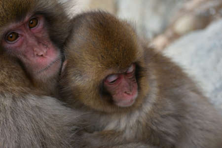 Big Giant goriila monkey with his baby monkey in the zoo
