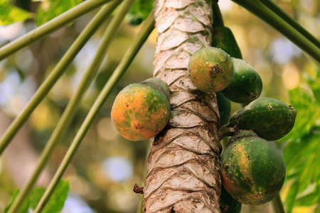 papaya fruits on papaya tree in the gardenの写真素材