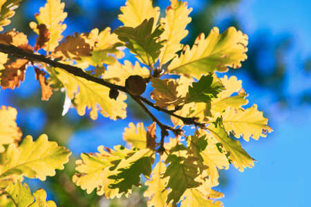 Green leaves of yam plant with blue sky background