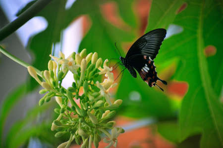 A beautiful butterfly on papaya tree in the gardenの写真素材