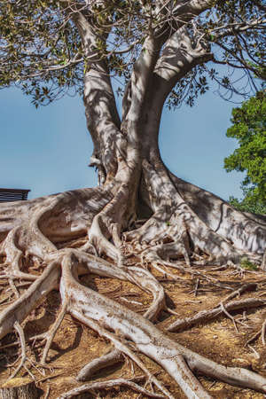 Landscape view of lane tree with a blue sky backgroundの写真素材