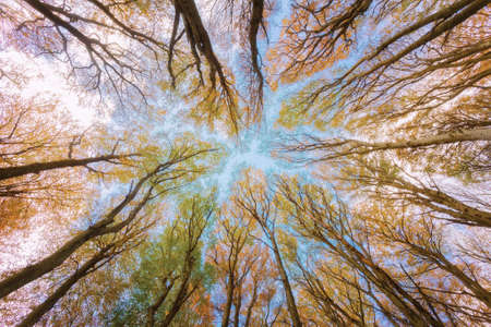 Landscape view of lane tree with blue sky backgroundの写真素材