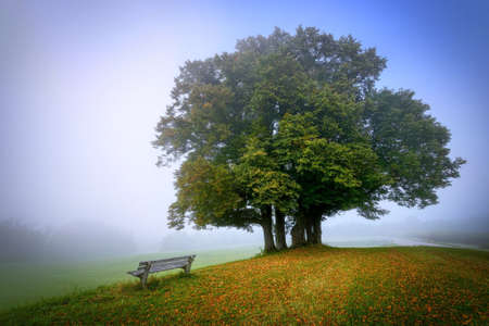 Landscape view of lane tree with blue sky background
