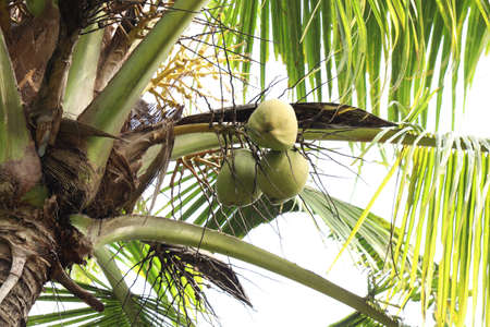 Juicy and fresh coconut fruits in the tree
