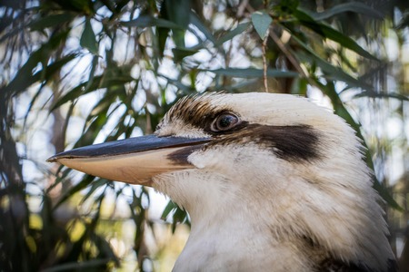 Close up of a kookaburraの写真素材