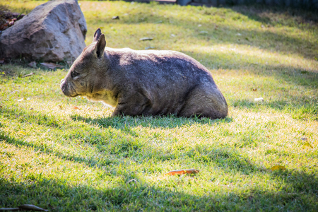 Lazy wombat lounging in the grassの写真素材