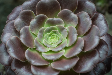 Deep green succulentの写真素材