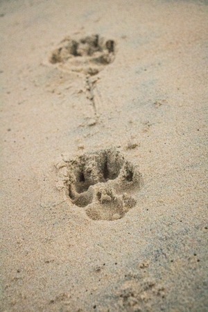 Two defined paw prints in the sandの写真素材