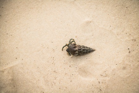 A solitary hermit crab against white sand.の写真素材