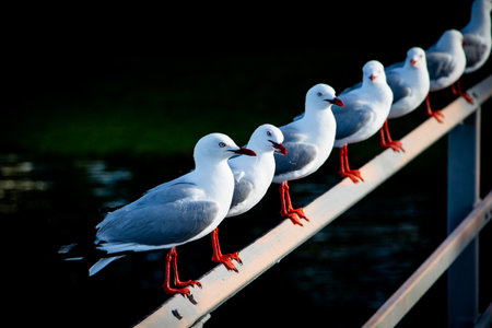 Close up of quirky seagulls on a rail near a quiet New Zealand estuary.