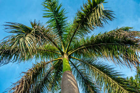 Long Palm Leavesの写真素材