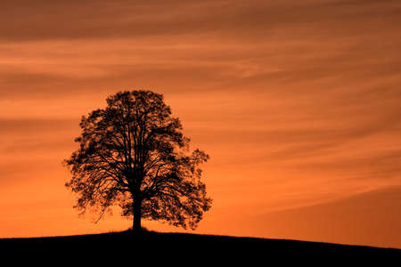 Lonely trees on the hill at sunriseの写真素材